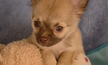 Chihuahua