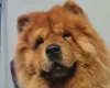 Chow Chow