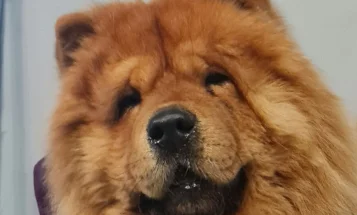 Chow Chow