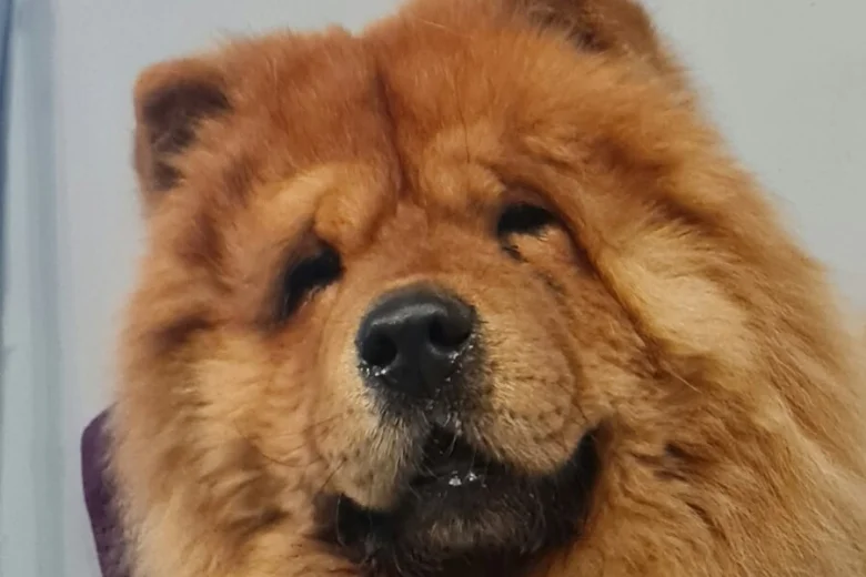 Chow Chow