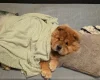 Chow Chow