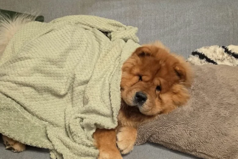 Chow Chow