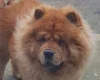 Chow Chow