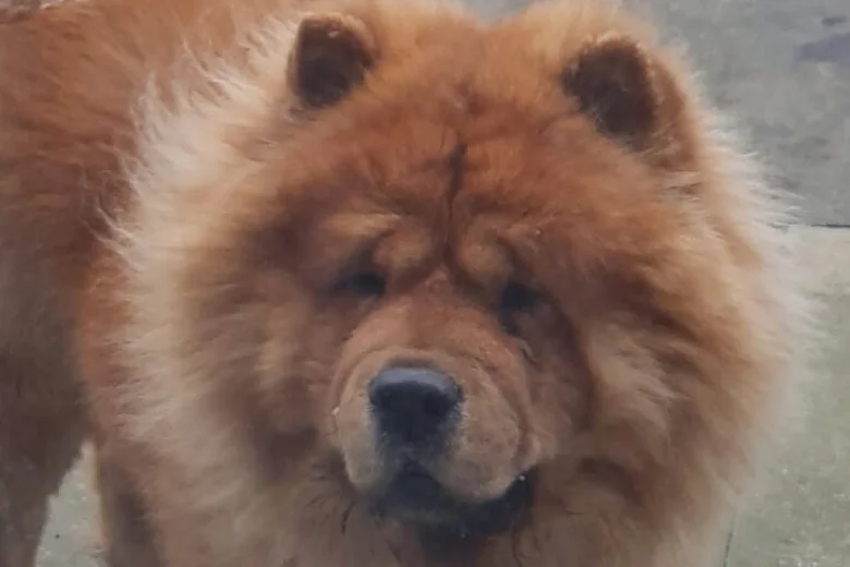 Chow Chow