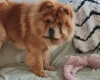 Chow Chow