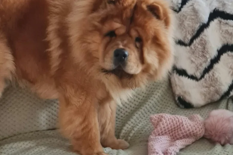 Chow Chow