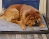 Chow Chow