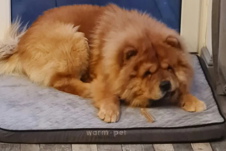 Chow Chow