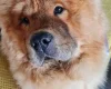 Chow Chow