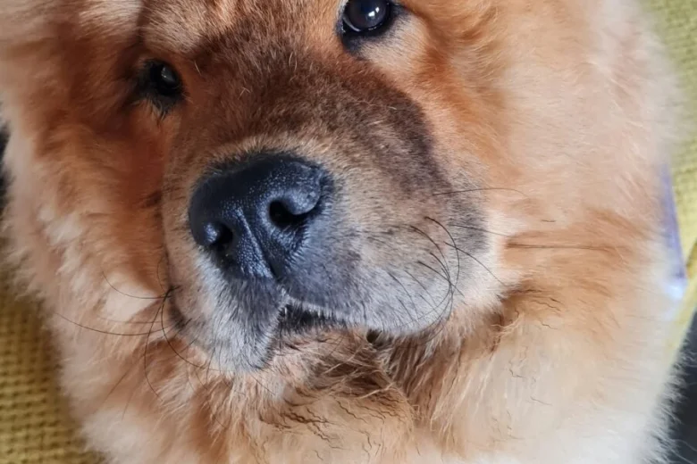Chow Chow