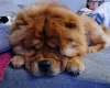 Chow Chow