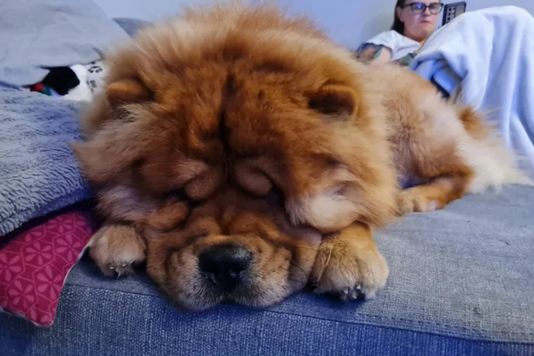 Chow Chow