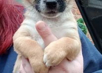 Puppy 2
