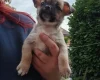 Chug