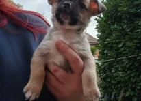 Puppy 1