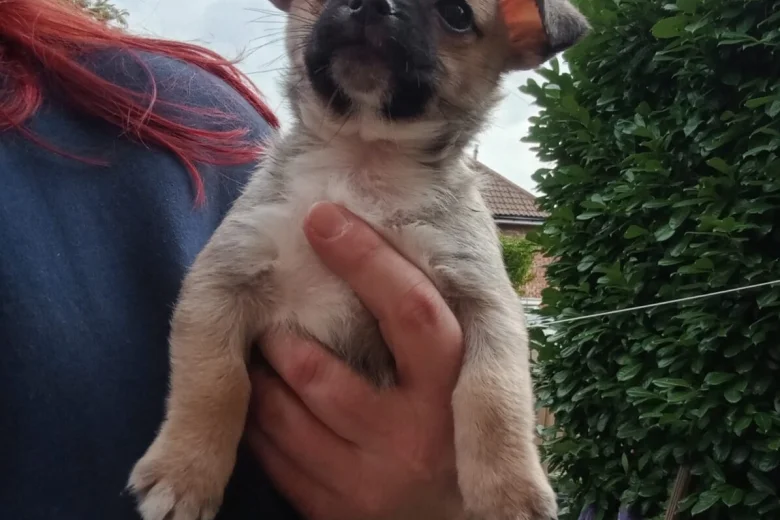 Chug