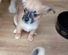 Chug