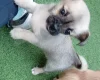 Chug