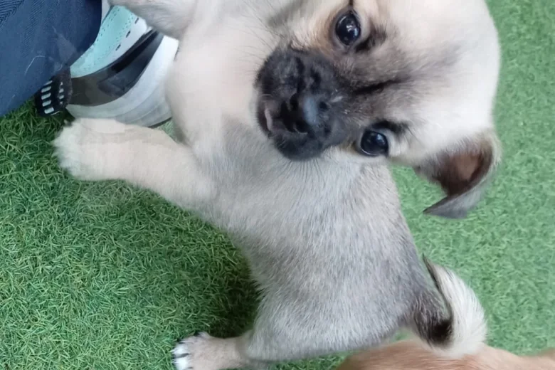 Chug