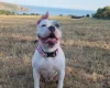 American Bulldog