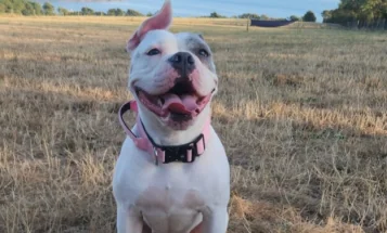American Bulldog
