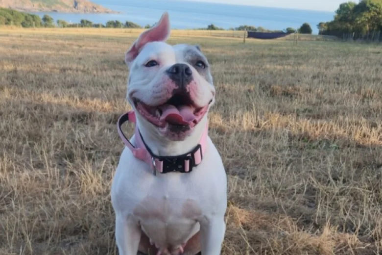American Bulldog