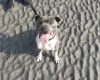 American Bulldog