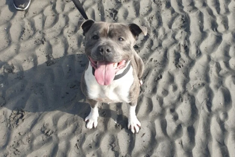 American Bulldog