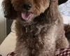Cockapoo