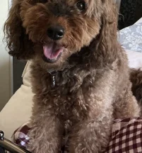 Toffee