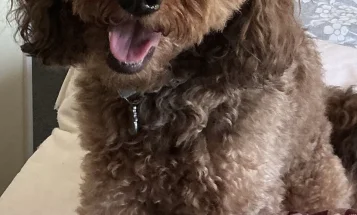 Cockapoo