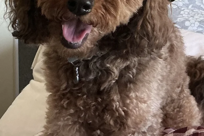 Cockapoo