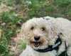 Cockapoo