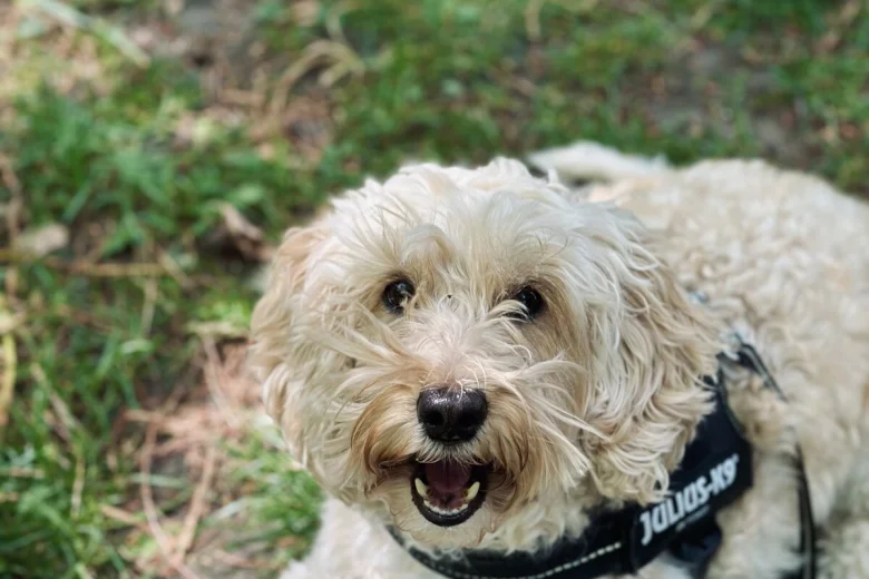 Cockapoo