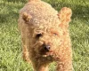 Cockapoo