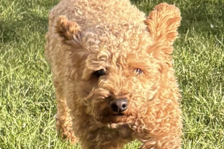 Cockapoo