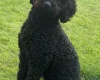 Mixed Breed