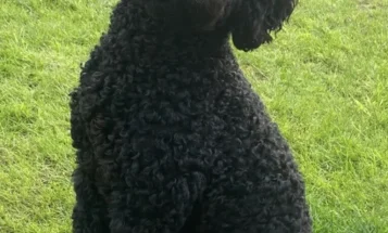 Mixed Breed
