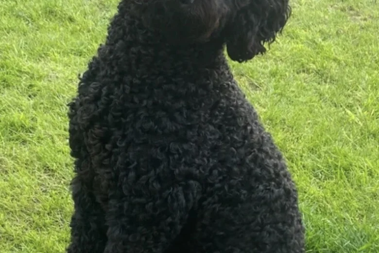 Mixed Breed