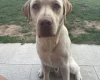 Mixed Breed