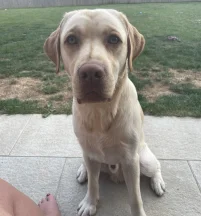 Buddy