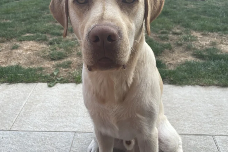 Mixed Breed