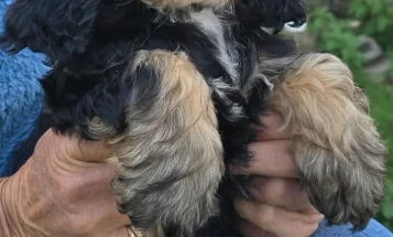 Cockapoo