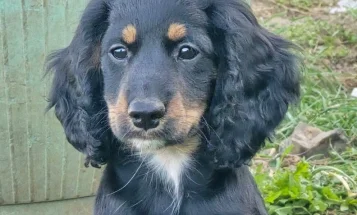 Cockapoo