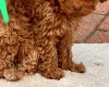 Cockapoo