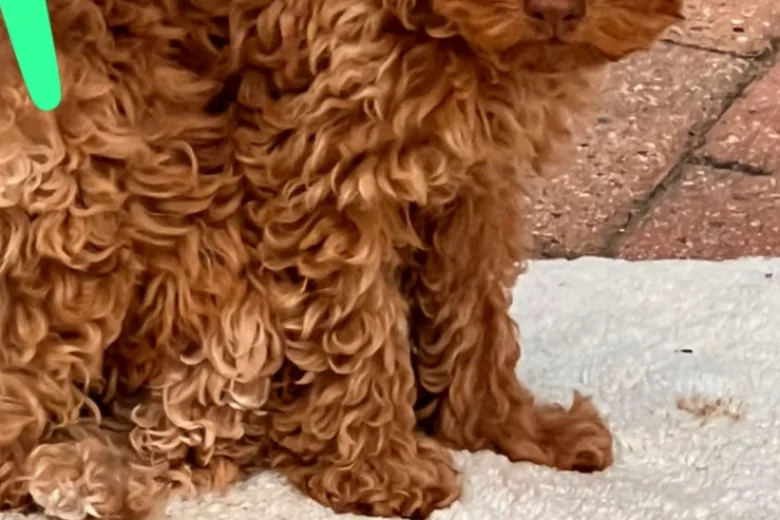 Cockapoo