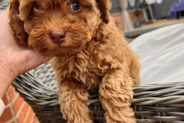 Cockapoo