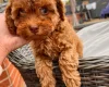Cockapoo