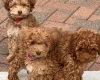 Cockapoo