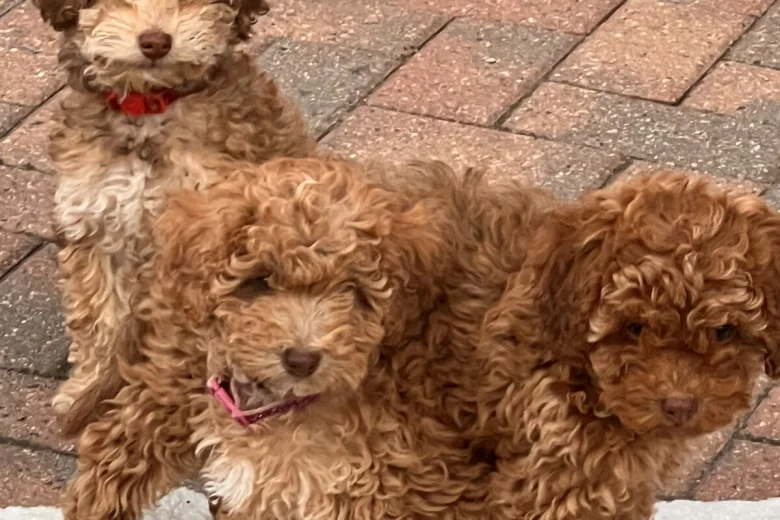 Cockapoo